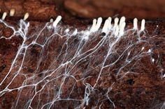 some white pins sticking out of the side of a rock