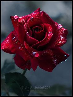 a red rose with water droplets on it