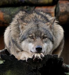 a gray wolf sitting on top of a tree stump with his paw in its mouth