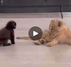 two lions playing with each other on the floor in front of a black dog and a black puppy