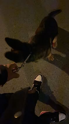 two people standing next to a black and white dog with a chain on it's neck