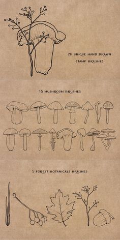 the diagram shows different types of mushrooms