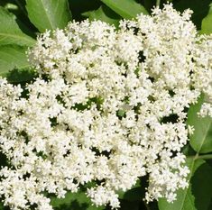 the white flowers are blooming on the green leaves