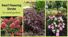 Dwarf Flowering Shrubs for Small Gardens and Landscapes Small Flowering Shrubs, Backyard Paradise, Low Maintenance Garden, Flower Landscape, Up House, Evergreen Shrubs