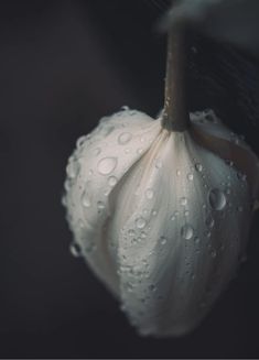 a white flower with water droplets on it