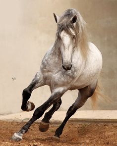 a white horse is galloping in an enclosed area with dirt on the ground and grass on the ground