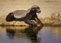 a black and white animal sitting on top of a rock next to water with it's tongue hanging out