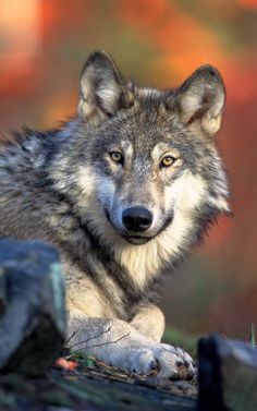 a gray wolf sitting on top of a pile of rocks