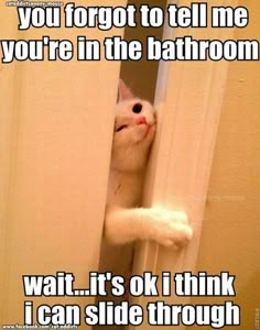 a cat peeking out from behind a door with the caption you forgot to tell me you're in the bathroom