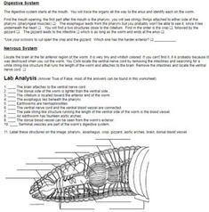 an animal's skeleton is shown in this worksheet