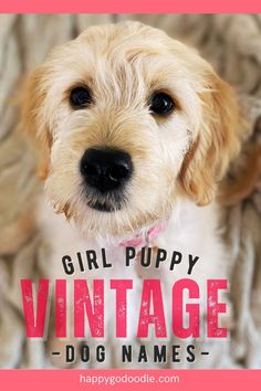 Cream-colored puppy dog's sweet face and a headline that says Vintage Dog Names: Girl Puppy Good Girl Dog Names, Old Names For Girls, Best Girl Dog Names, Creative Dog Names, Good Girl Names, Cool Pet Names