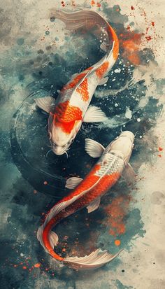 two orange and white koi fish swimming in water