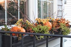 a window box filled with plants and pumpkins