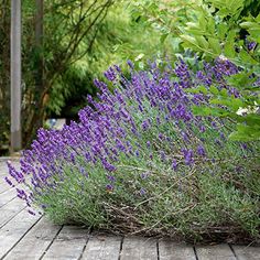 purple flowers are growing in the middle of a wooden deck