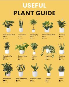 a poster with different types of house plants