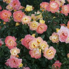 pink and yellow flowers blooming in the garden