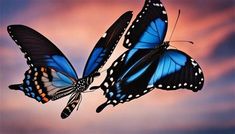 two blue butterflies flying in the sky