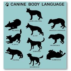 a poster with dogs and their names in black on a light blue background that says canine body language