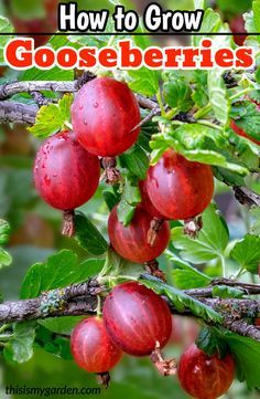 some red berries hanging from a tree with the words how to grow gooseberries on it