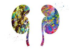 two kidneys painted in watercolor on a white background