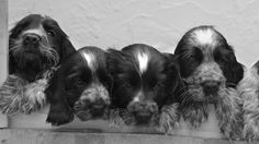 four puppies are lined up in a row on a ledge looking at the camera