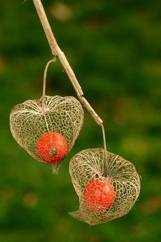 two heart shaped baskets hanging from a tree branch