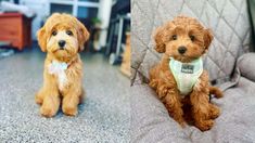 two dogs sitting on a couch and one is looking at the camera while wearing a bow tie