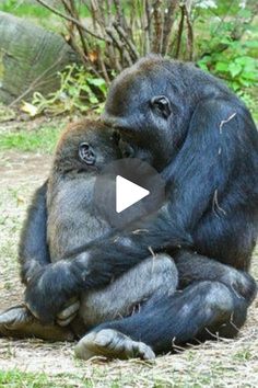 a gorilla is sitting on the ground with its head in his hands and it's eyes closed