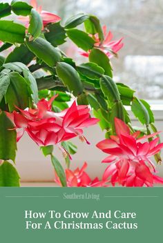 red flowers with green leaves and the words how to grow and care for a christmas cactus