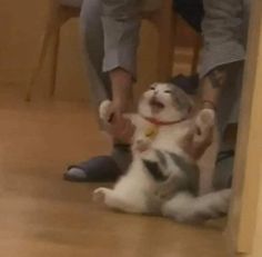 a cat that is playing with someone's leg on the floor in front of him