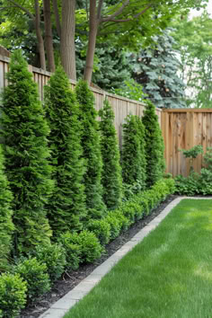 A step-by-step guide on how to create a beautiful and dense evergreen screen along a fence in your garden. Instructions on planting, pruning, and maintenance for a lush and private outdoor space. Evergreen Shrubs In Front Of House Hedges Privacy Fences, Emerald Green Tree Landscaping, Landscaping Privacy Fence, Plants Along Fence Line Landscape Design, Privacy Fence Trees, Shrubs Along Fence Line, Privacy Landscaping Between Houses Fence, Narrow Privacy Landscaping, Backyard Landscaping For Privacy