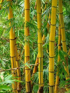 several tall bamboo trees with green leaves in the background