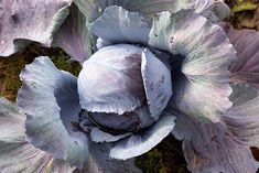 an overhead view of a purple cabbage plant