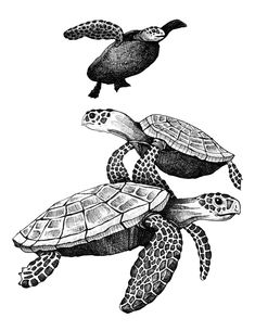 three sea turtles swimming in the ocean with one turtle sitting on top of it's head