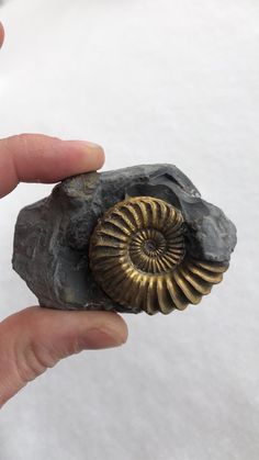 a person holding a rock with a shell on it