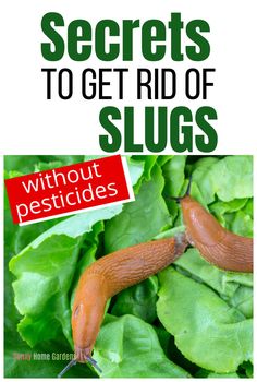 the book cover for secrets to get rid of slugs