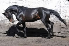 a black horse is standing in the dirt near a brick wall and white bricks are behind it