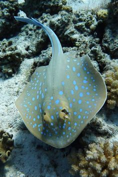 a blue and white spotted stingfish on the ocean floor