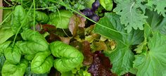 several different types of vegetables growing in the garden together, including lettuce and spinach