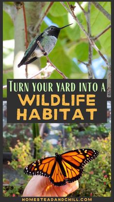 a hand holding a butterfly with the words, turn your yard into a wildlife habitat