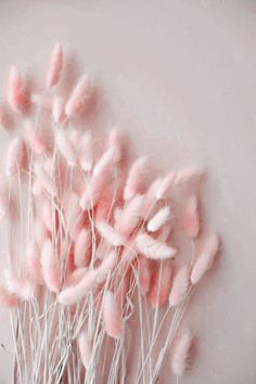 some pink flowers are in a vase with white stems on the side, and one is blurry