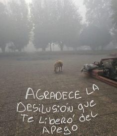 a dog standing in the middle of a parking lot on a foggy, overcast day