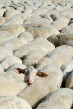 a herd of sheep standing next to each other