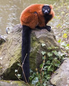 an orange and black animal sitting on top of a rock