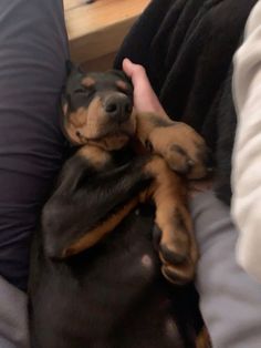 a black and brown dog laying on top of a person's lap