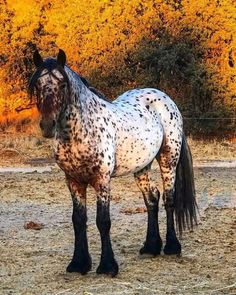 a spotted horse standing in the middle of an open field with trees behind it and yellow foliage