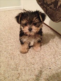 a small black and brown dog sitting on top of a carpet next to a door