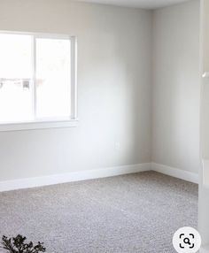 an empty room with a window and carpeted floor in the foreground, there is a plant on the far side of the wall