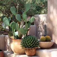 three potted plants sitting on top of a stone step