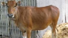 a brown cow standing next to a metal fence